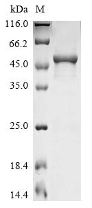 Greater than 85% as determined by SDS-PAGE.Recombinant Human Secretogranin-2 (SCG2) Protein (His-GST)