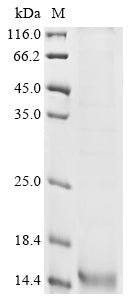Greater than 85% as determined by SDS-PAGE.
