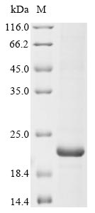 Greater than 85% as determined by SDS-PAGE.Recombinant Human Sodium Channel Protein Type 1 Subunit Alpha (SCN1A) Protein (His)