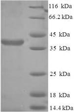 Greater than 90% as determined by SDS-PAGE.