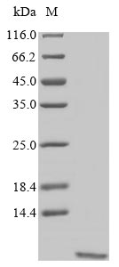 Greater than 90% as determined by SDS-PAGE.Recombinant Artemisia Vulgaris Non-Specific Lipid-Transfer Protein (LTP)