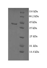 Greater than 90% as determined by SDS-PAGE.