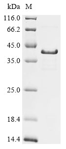 Greater than 85% as determined by SDS-PAGE.Recombinant Mesocricetus Auratus Syndecan-1 (SDC1) Protein (His&StrepII)