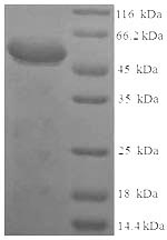 Greater than 90% as determined by SDS-PAGE.Recombinant Rat Syndecan-1 (SDC1) Protein (His-GST)