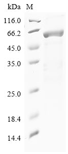 Greater than 85% as determined by SDS-PAGE.Recombinant Human Syntenin-1 (SDCBP) Protein (His-GST)