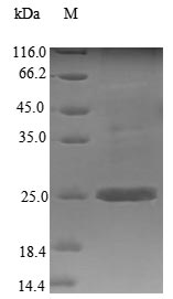 Greater than 90% as determined by SDS-PAGE.Recombinant Mouse Stromal Cell-Derived Factor 2 (SDF2) Protein (His&Myc)