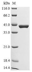 Greater than 90% as determined by SDS-PAGE.