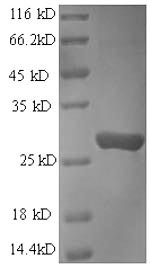 Greater than 90% as determined by SDS-PAGE.