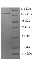 Greater than 90% as determined by SDS-PAGE.Recombinant Pig E-Selectin (SELE) Protein (GST)
