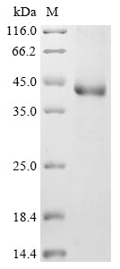 Greater than 90% as determined by SDS-PAGE.
