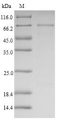 Greater than 90% as determined by SDS-PAGE.Recombinant Human Semenogelin-1 (SEMG1) Protein (His-SUMO)
