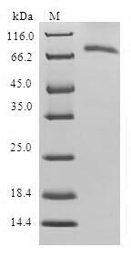Greater than 90% as determined by SDS-PAGE.