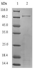 Greater than 90% as determined by SDS-PAGE.