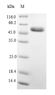 Greater than 90% as determined by SDS-PAGE.