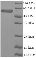 Greater than 90% as determined by SDS-PAGE.