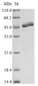 Greater than 85% as determined by SDS-PAGE.