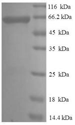 Greater than 90% as determined by SDS-PAGE.