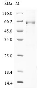 Greater than 85% as determined by SDS-PAGE.Recombinant Human Serpin B7 (SERPINB7) Protein (GST)