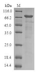 Greater than 90% as determined by SDS-PAGE.Recombinant Human Serpin B9 (SERPINB9) Protein (GST)