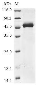 Greater than 85% as determined by SDS-PAGE.Recombinant Human Antithrombin-Iii (SERPINC1) Protein (His-GST&Myc)