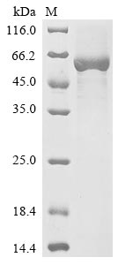 Greater than 85% as determined by SDS-PAGE.Recombinant Human Antithrombin-Iii (SERPINC1) Protein (His)