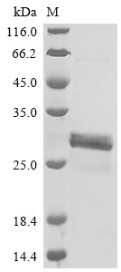Greater than 85% as determined by SDS-PAGE.Recombinant Human Plasminogen Activator Inhibitor 1 (SERPINE1) Protein (GST)