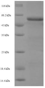 Greater than 90% as determined by SDS-PAGE.