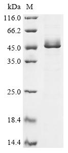 Greater than 85% as determined by SDS-PAGE.Recombinant Human Glia-Derived Nexin (SERPINE2) Protein (His)