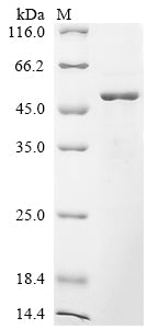 Greater than 85% as determined by SDS-PAGE.Recombinant Human Serpin E3 (SERPINE3) Protein (His)
