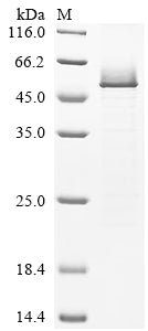 Greater than 85% as determined by SDS-PAGE.Recombinant Human Serpin H1 (SERPINH1) Protein (His)