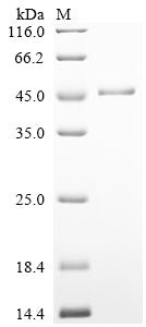 Greater than 90% as determined by SDS-PAGE.Recombinant Human Serpin H1 (SERPINH1) Protein (His)