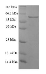 Greater than 90% as determined by SDS-PAGE.Recombinant Mouse Serpin H1 (SERPINH1) Protein (His-SUMO)