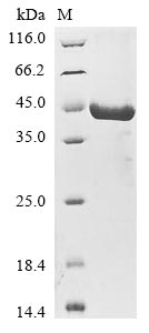 Greater than 85% as determined by SDS-PAGE.Recombinant Human Sestrin-3 (SESN3) Protein (His&Myc)