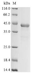 Greater than 85% as determined by SDS-PAGE.Recombinant Bovine Splicing Factor 3B Subunit 3 (SF3B3) Protein (His)