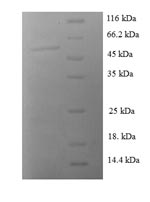 Greater than 90% as determined by SDS-PAGE.