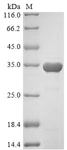 Greater than 90% as determined by SDS-PAGE.Recombinant Human 14-3-3 Protein Sigma (SFN) Protein (His&Myc)