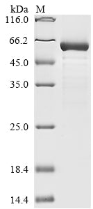 Greater than 85% as determined by SDS-PAGE.