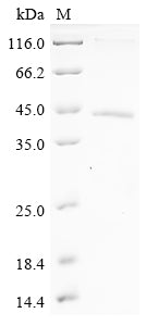 Greater than 90% as determined by SDS-PAGE.Recombinant Human Secreted Frizzled-Related Protein 2 (SFRP2) Protein (His-GST)