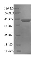Greater than 90% as determined by SDS-PAGE.