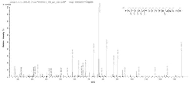 Based on the SEQUEST from database of E.coli host and target protein, the LC-MS/MS Analysis result of this product could indicate that this peptide derived from E.coli-expressed Homo sapiens (Human) TRA2B.Recombinant Human Transformer-2 Protein Homolog Beta (TRA2B) Protein (His-SUMO)
