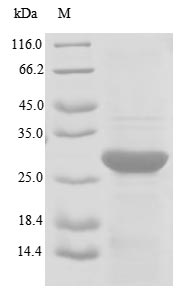 Greater than 85% as determined by SDS-PAGE.Recombinant Human Transformer-2 Protein Homolog Beta (TRA2B) Protein (His-SUMO)