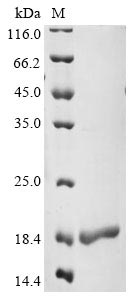 Greater than 90% as determined by SDS-PAGE.Recombinant Human Serine/Arginine-Rich Splicing Factor 3 (SRSF3) Protein (His-GB1)