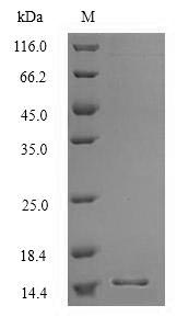 Greater than 90% as determined by SDS-PAGE.