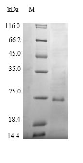 Greater than 90% as determined by SDS-PAGE.Recombinant Bovine Pulmonary Surfactant-Associated Protein B (SFTPB) Protein (His&Myc)