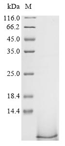 Greater than 85% as determined by SDS-PAGE.Recombinant Pig Pulmonary Surfactant-Associated Protein B (SFTPB)