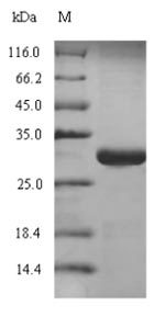Greater than 90% as determined by SDS-PAGE.