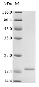 Greater than 85% as determined by SDS-PAGE.