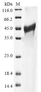 Greater than 85% as determined by SDS-PAGE.Recombinant Human Sh3 Domain-Binding Glutamic Acid-Rich-Like Protein (SH3BGRL) Protein (His-GST)