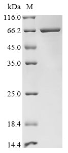 Greater than 85% as determined by SDS-PAGE.