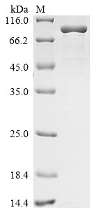 Greater than 85% as determined by SDS-PAGE.Recombinant Human Sucrase-Isomaltase, Intestinal (SI) Protein (His)